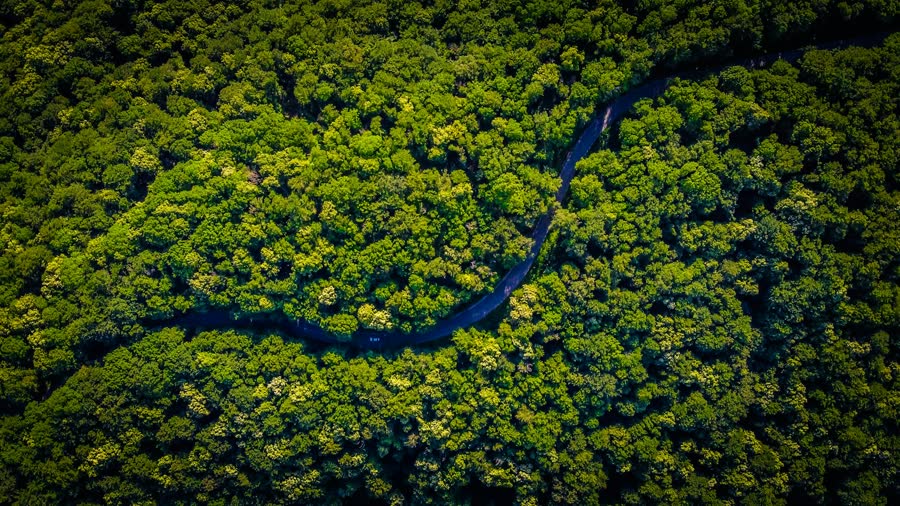 A river winding through dense forest, seen from above
